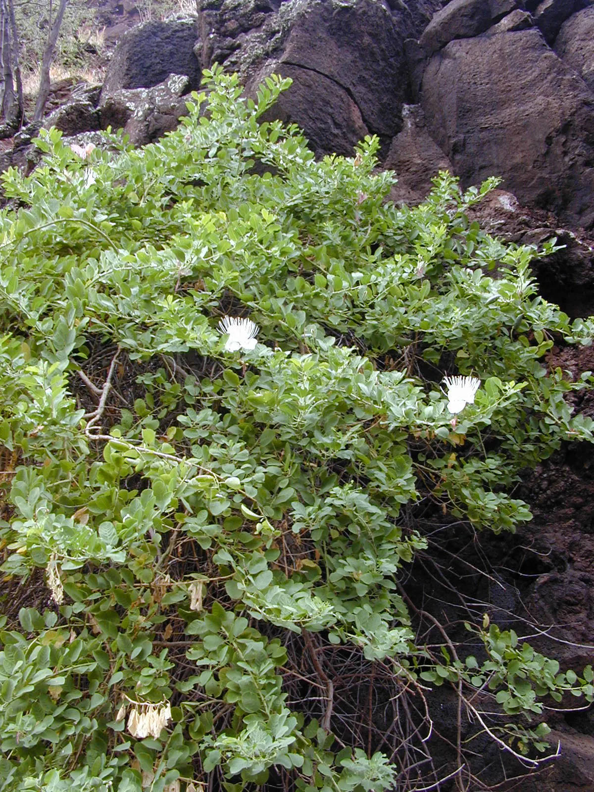 Sineless Caper Bush (Capparis Spinosa V. Inermis) — These are traditionally pickled and used as a flavorful ingredient in various dishes; adding a