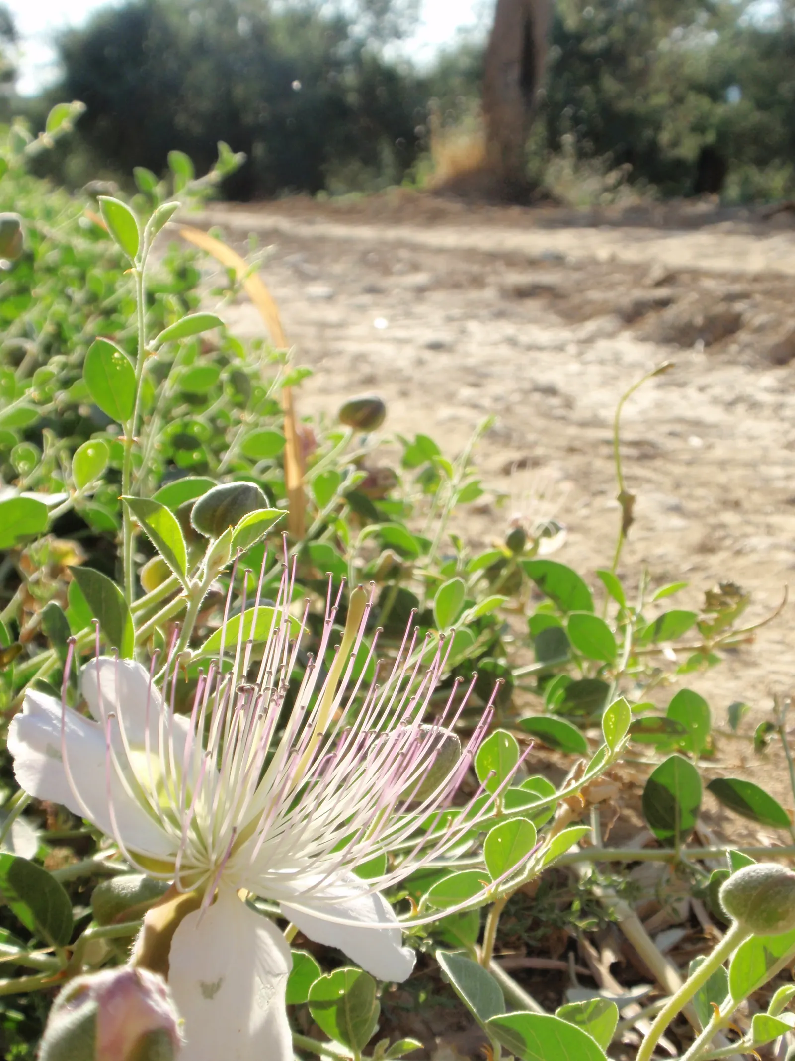 Sineless Caper Bush (Capparis Spinosa V. Inermis) — providing a low-maintenance