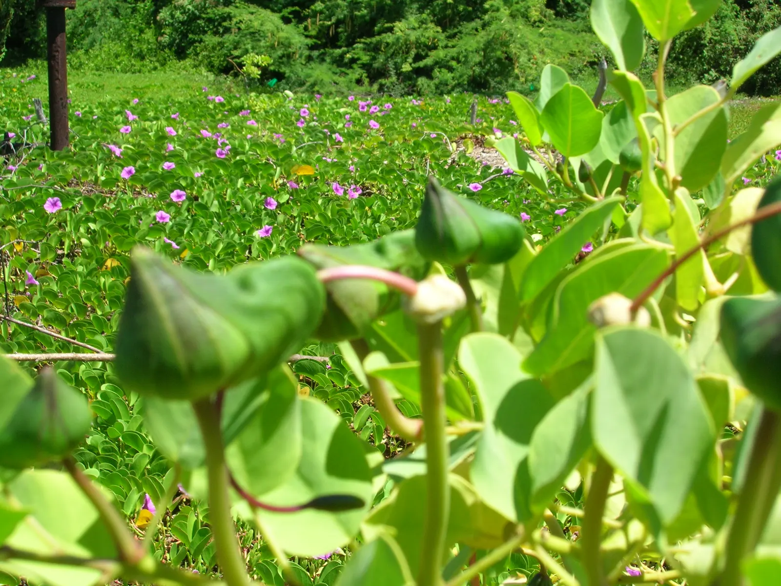 Sineless Caper Bush (Capparis Spinosa V. Inermis) — thriving in USDA hardiness zones 9 to 11; white to pinkish flowers that blossom into distinctive edible