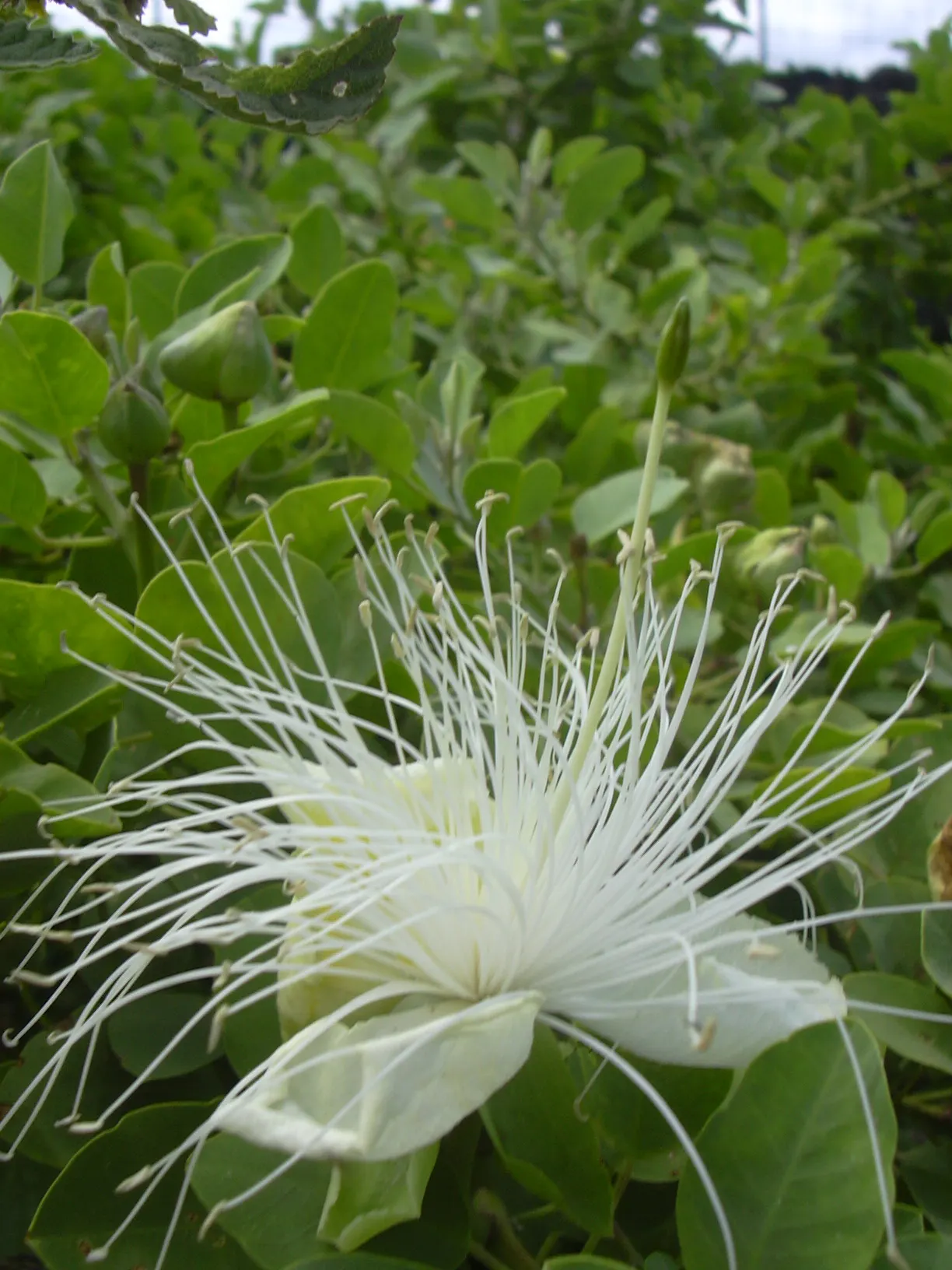 Sineless Caper Bush (Capparis Spinosa V. Inermis) — typically in late spring to early summer; white to pinkish flowers that blossom into distinctive edible