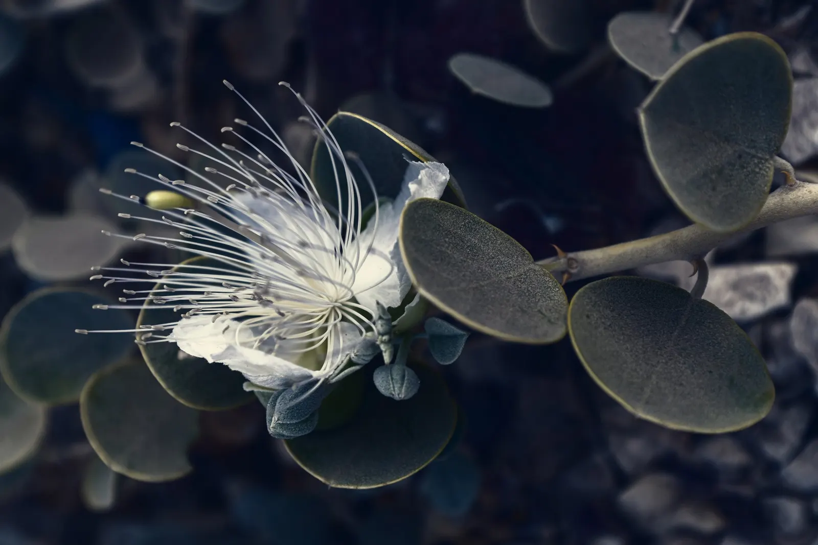 Sineless Caper Bush (Capparis Spinosa V. Inermis) — it reaches up to 3 feet tall and spreads up to 5 feet
