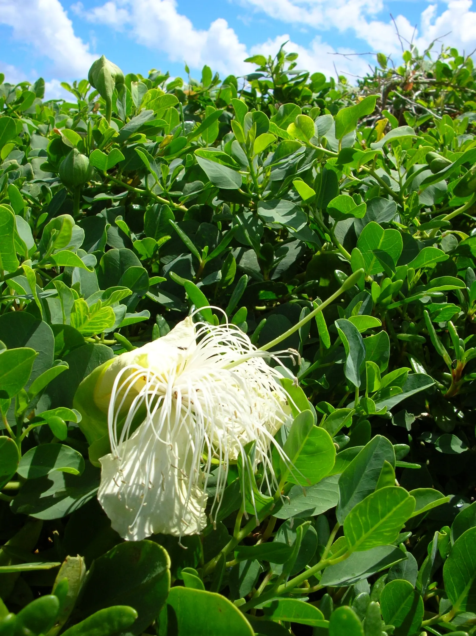 Sineless Caper Bush (Capparis Spinosa V. Inermis) — ground cover / shrub for full
