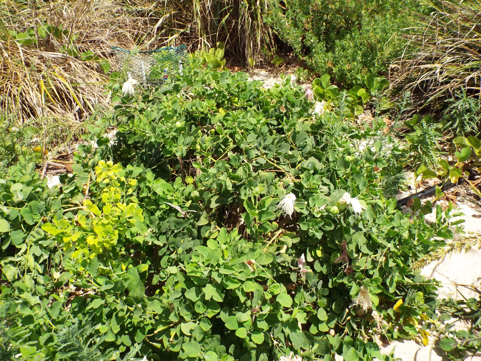 Sineless Caper Bush (Capparis Spinosa V. Inermis) — making it suitable for xeriscaping or low-maintenance gardens; adding a Mediterranean touch to, image 76