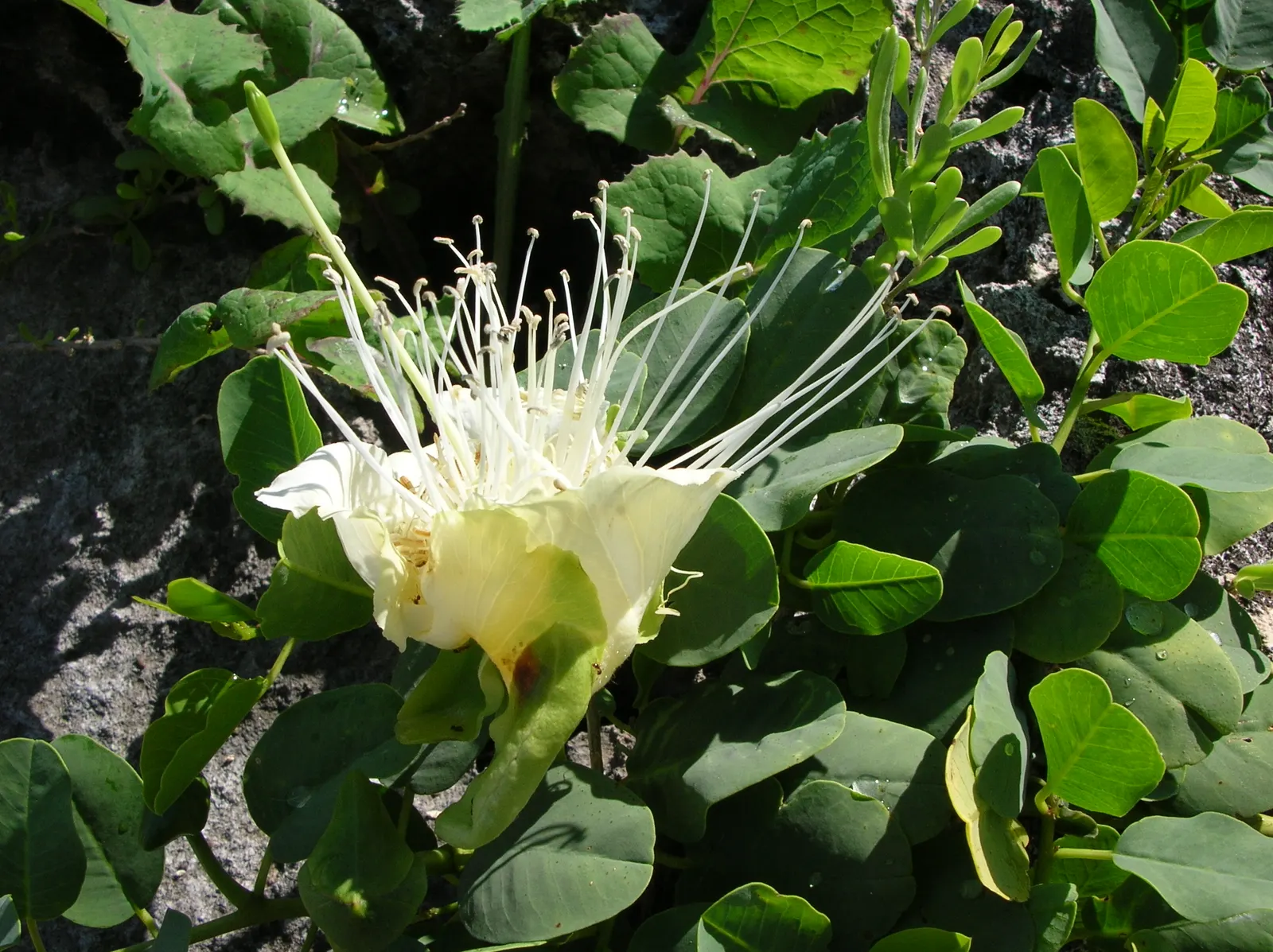 Sineless Caper Bush (Capparis Spinosa V. Inermis) — providing a low-maintenance; white to pale pink flowers with long, image 63