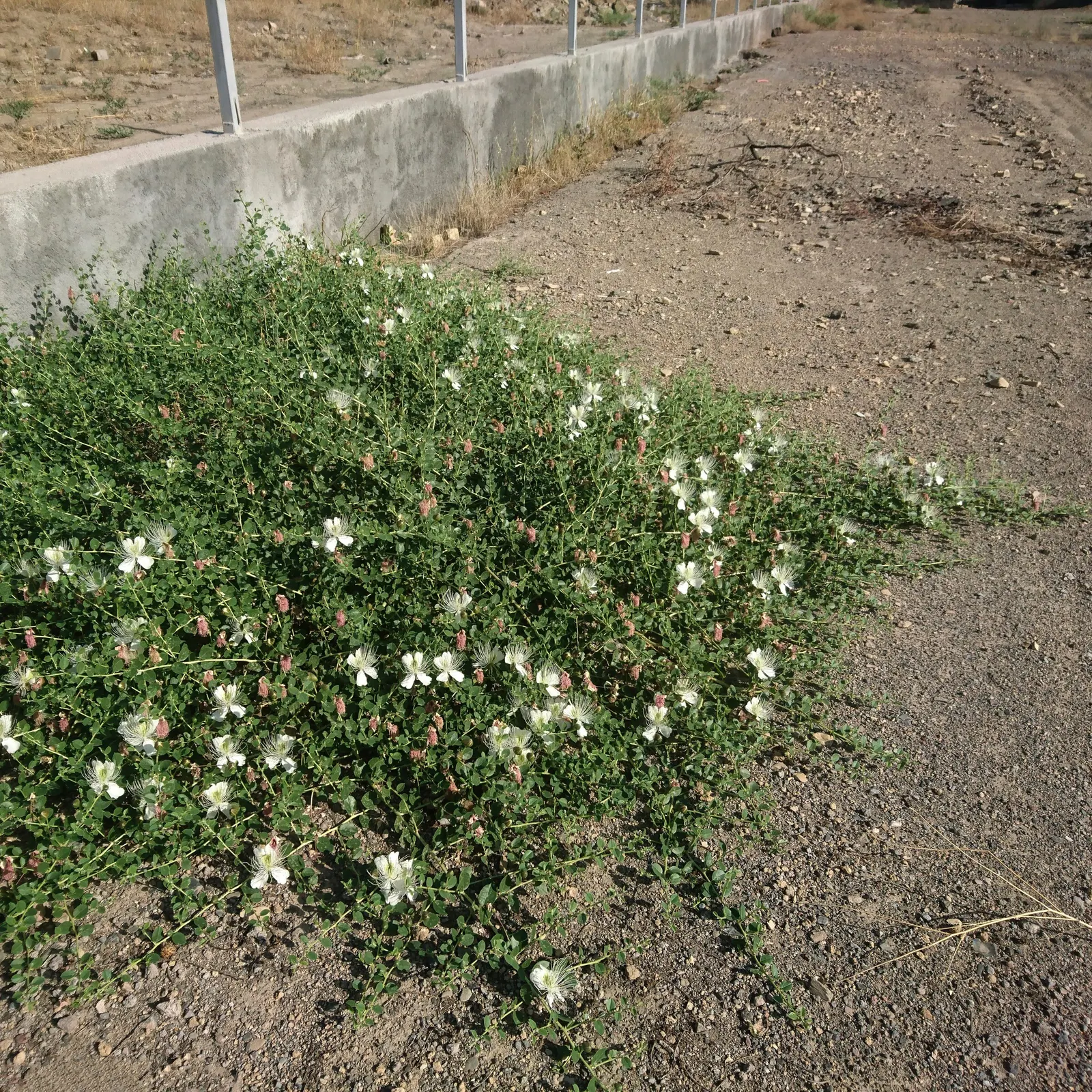 Sineless Caper Bush (Capparis Spinosa V. Inermis) — the plant is drought-tolerant and can handle conditions of occasional neglect; white to pale, image 75