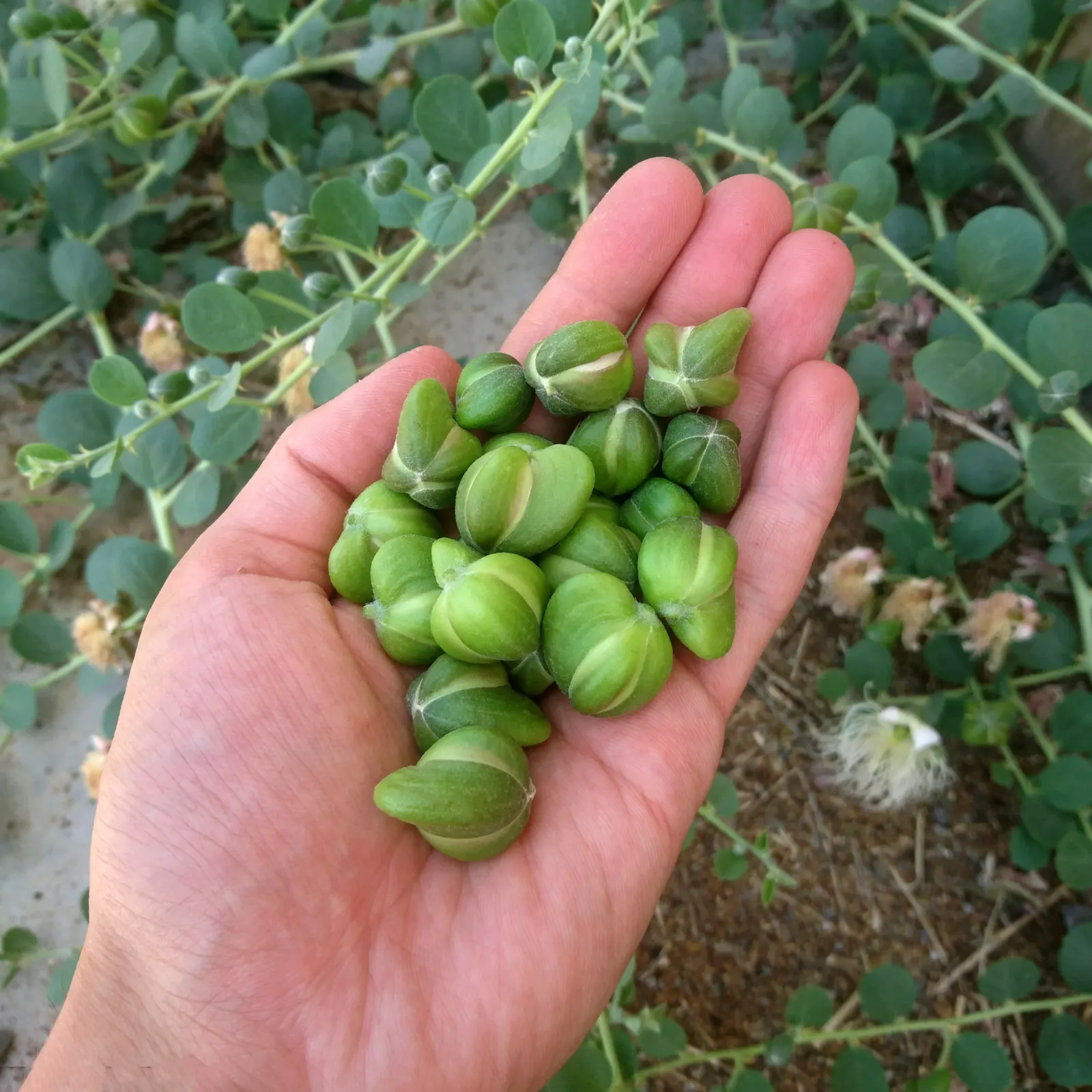 Sineless Caper Bush (Capparis Spinosa V. Inermis) — The Spineless Caper Bush requires a sunny position with well-draining soil