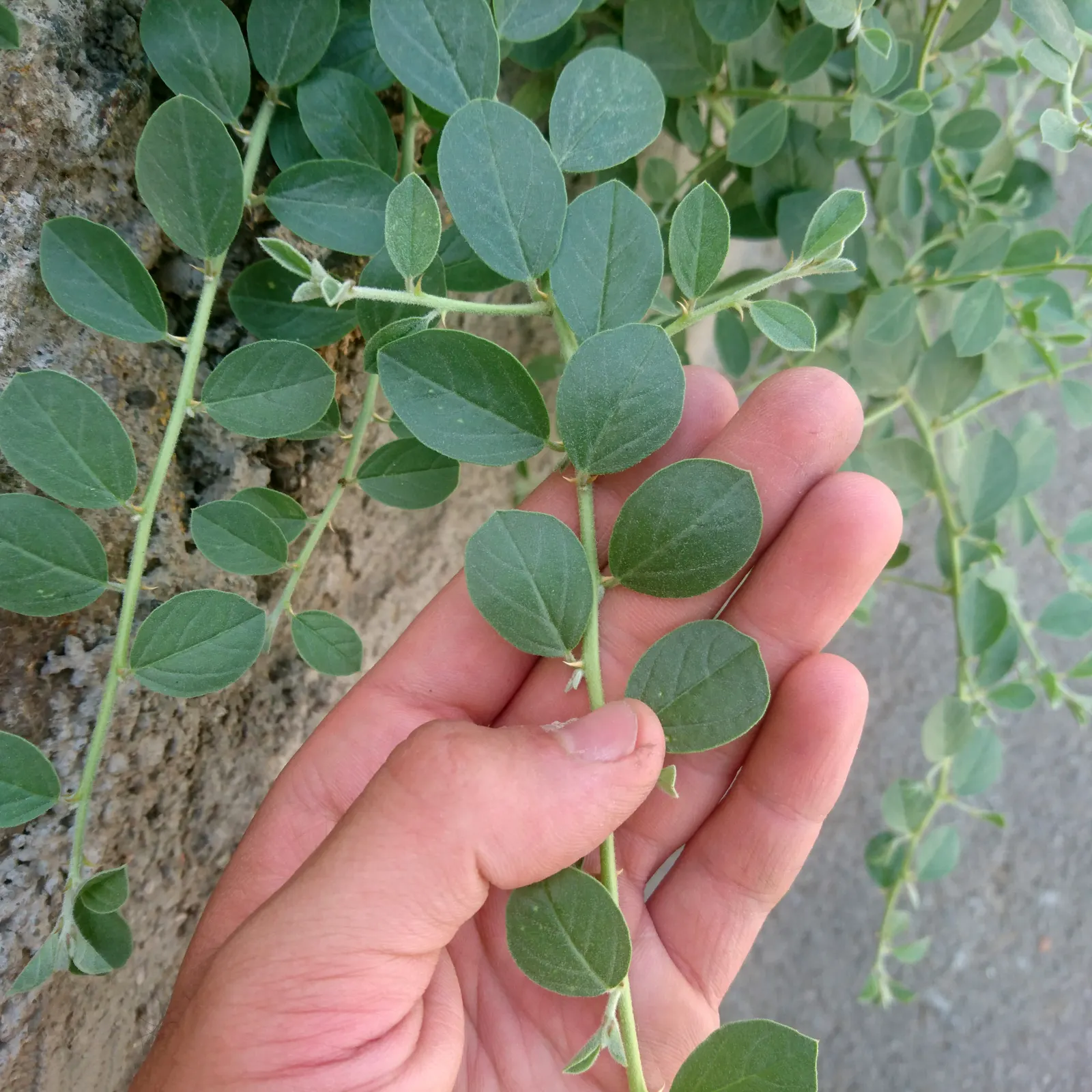 Sineless Caper Bush (Capparis Spinosa V. Inermis) — Thriving in full sun and well-drained soils; white to pinkish flowers that blossom into, image 61