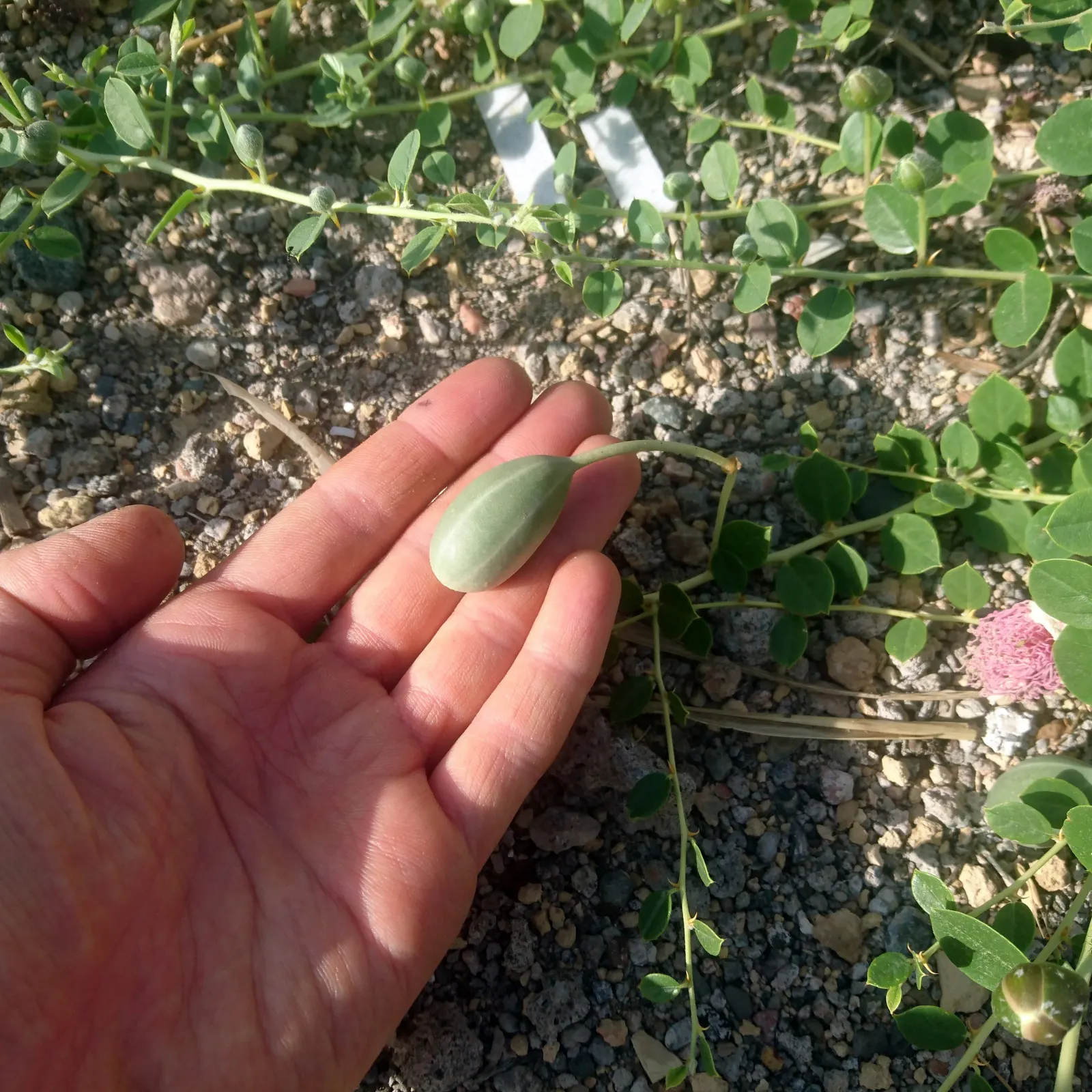 Sineless Caper Bush (Capparis Spinosa V. Inermis) — The Spineless Caper Bush (Capparis spinosa v