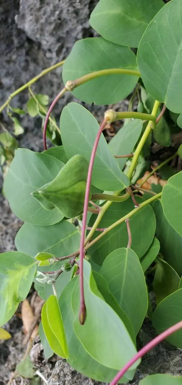 Sineless Caper Bush (Capparis Spinosa V. Inermis) — adding a Mediterranean touch to the home garden; white to pinkish flowers that blossom into, image 81