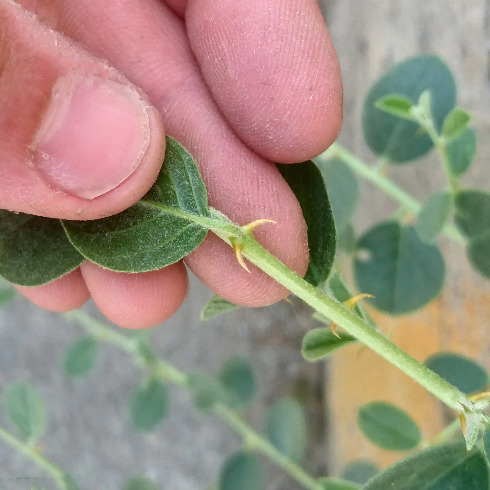 Sineless Caper Bush (Capparis Spinosa V. Inermis) — offering both aesthetic appeal and culinary interest