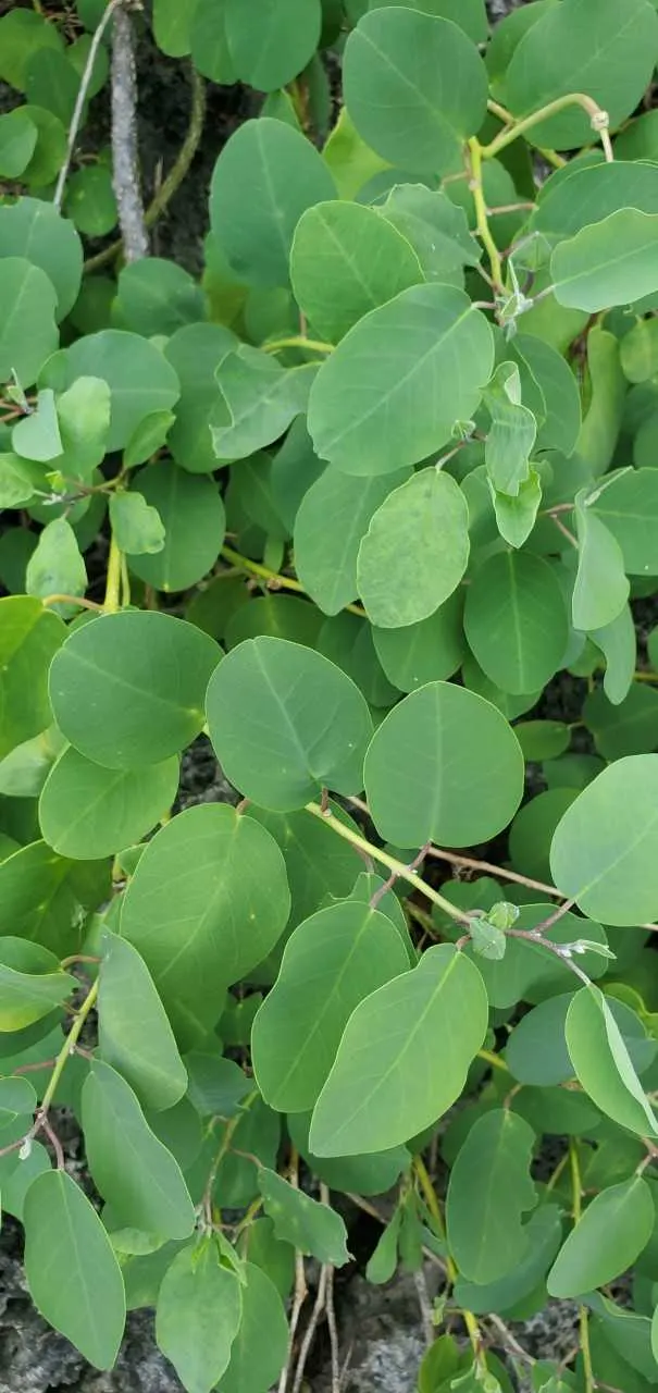 Sineless Caper Bush (Capparis Spinosa V. Inermis) — white to pinkish flowers that blossom into distinctive edible capers; adding a Mediterranean, image 60