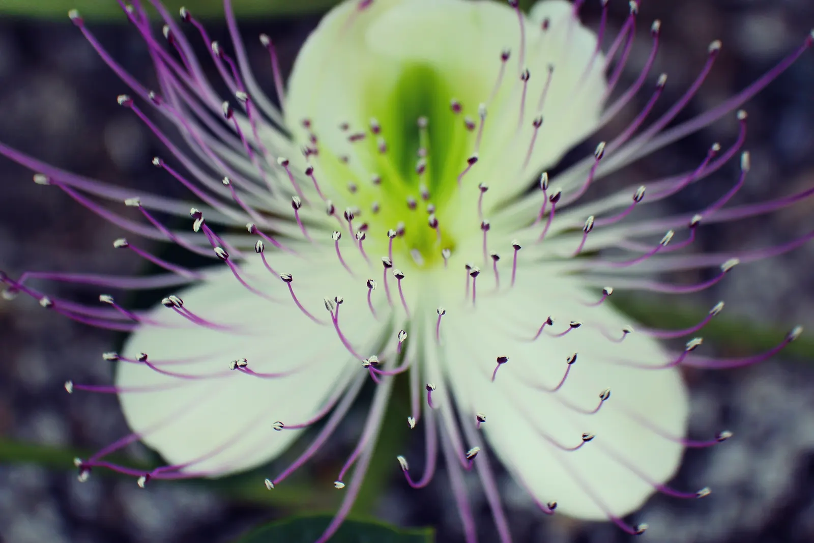Sineless Caper Bush (Capparis Spinosa V. Inermis) — The Spineless Caper Bush requires a sunny position with well-draining soil; offering both aesthetic appeal