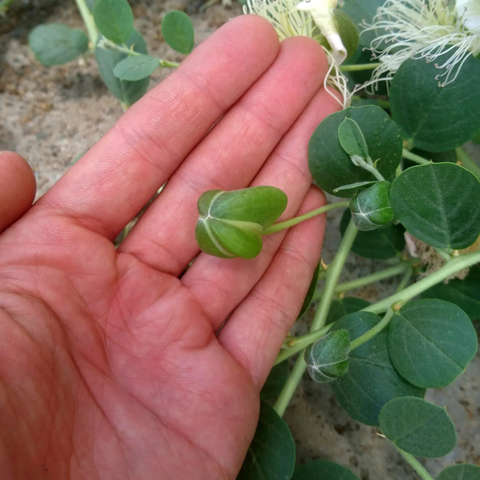 Sineless Caper Bush (Capparis Spinosa V. Inermis) — lacks the sharp spines typically found on other caper species; adding a Mediterranean touch to the home