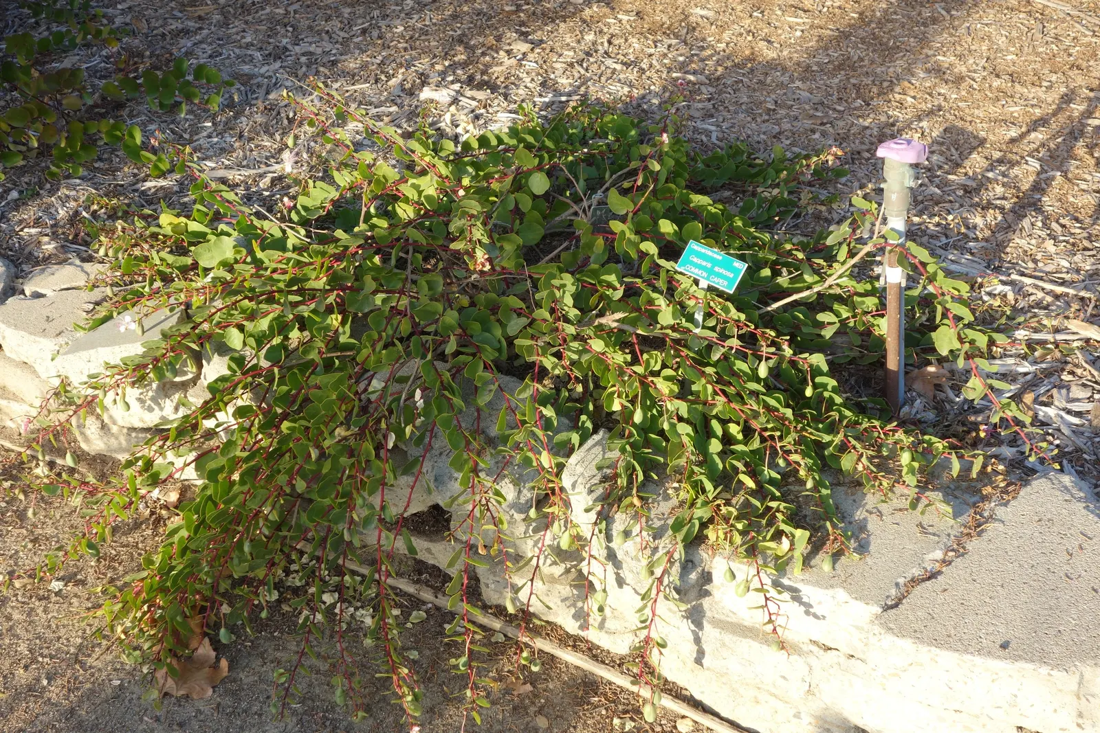Sineless Caper Bush (Capparis Spinosa V. Inermis) — it reaches up to 3 feet tall and spreads up to 5 feet; offering both aesthetic appeal and, image 62
