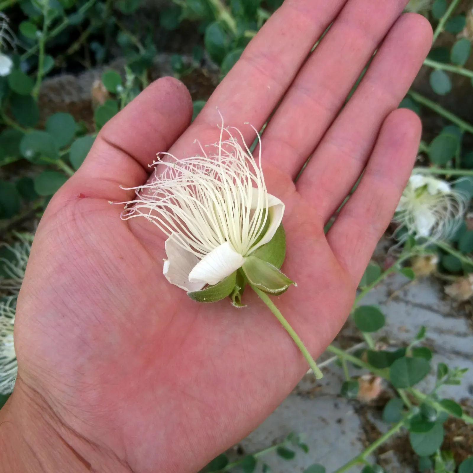 Sineless Caper Bush (Capparis Spinosa V. Inermis) — is a noteworthy addition to any warm-climate landscape design; offering both aesthetic appeal, image 66