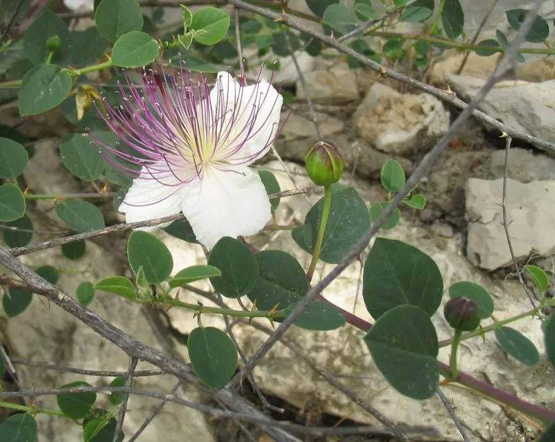 Sineless Caper Bush (Capparis Spinosa V. Inermis) — multi-colored and pink flowers in the garden; offering both aesthetic appeal and culinary interest