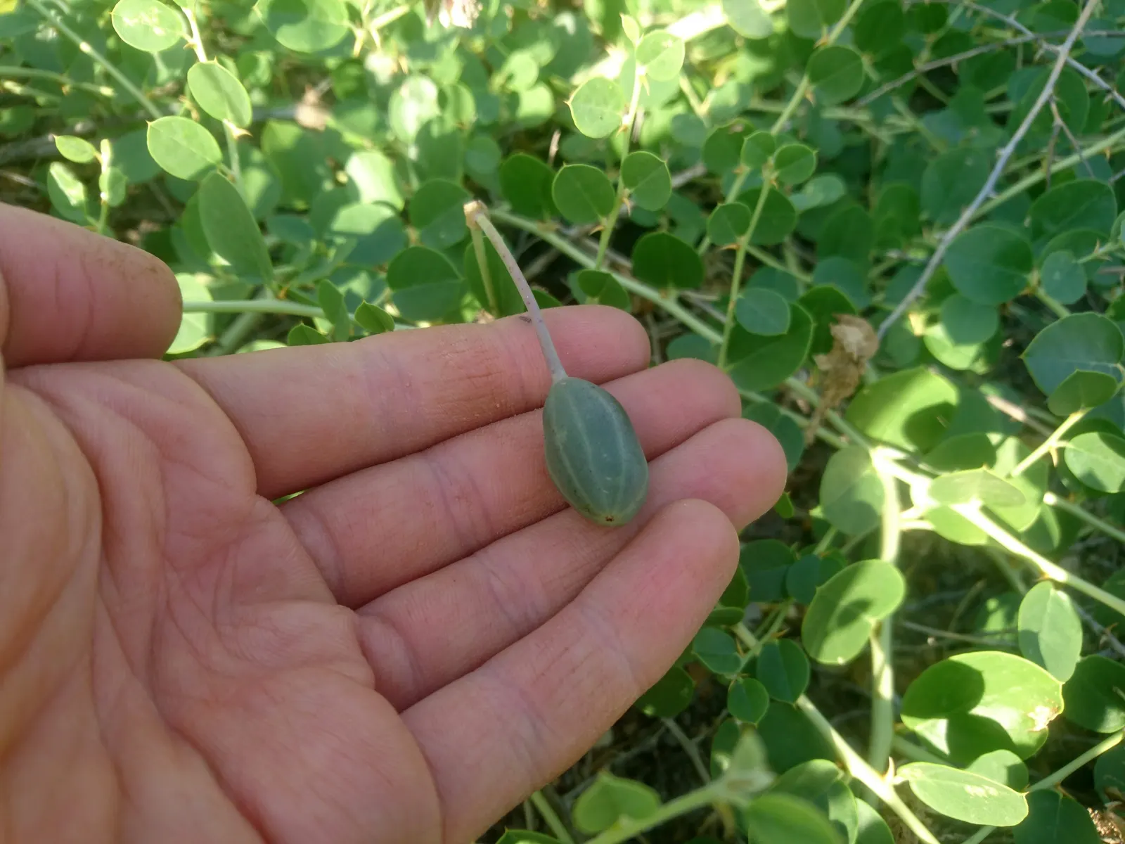 Sineless Caper Bush (Capparis Spinosa V. Inermis) — The Spineless Caper Bush requires a sunny position with well-draining soil; offering both, image 70