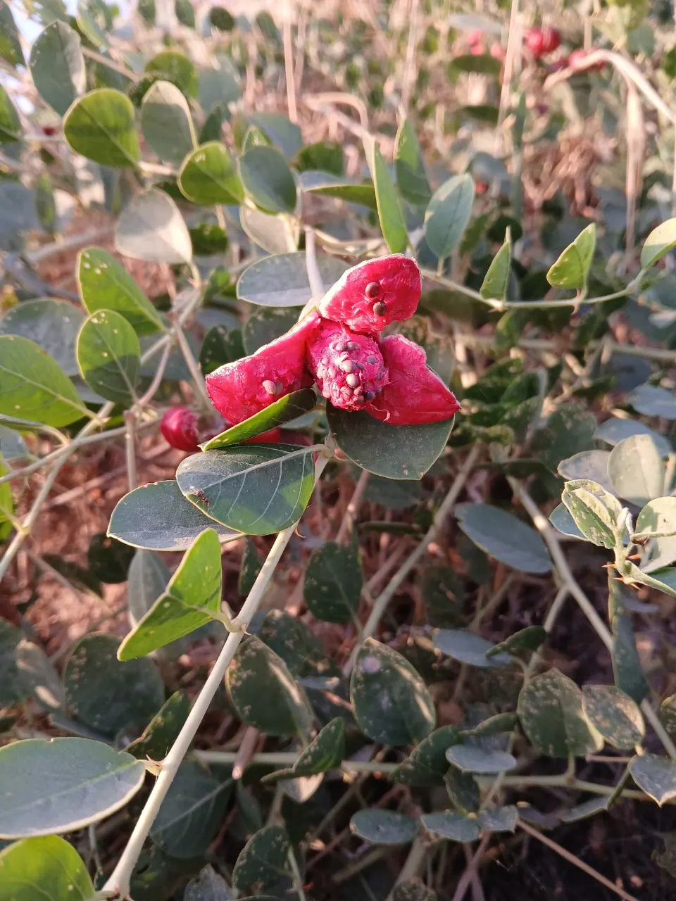 Sineless Caper Bush (Capparis Spinosa V. Inermis) — ground cover / shrub for full; adding a Mediterranean touch to the home garden, image 84