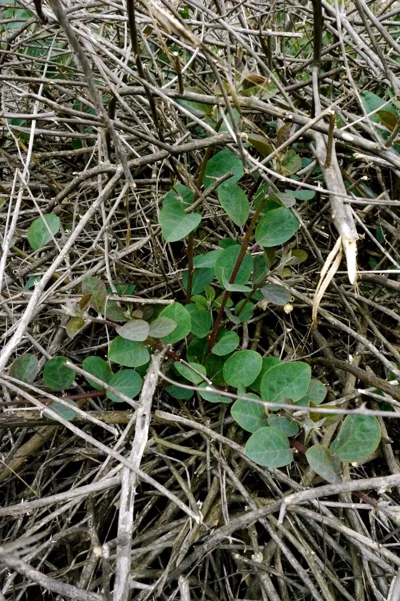 Sineless Caper Bush (Capparis Spinosa V. Inermis) — inermis) is a hardy, drought-tolerant perennial; offering both aesthetic appeal and culinary, image 58