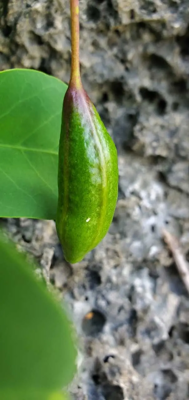 Sineless Caper Bush (Capparis Spinosa V. Inermis) — be protected from extreme frosts.<br><br>Not only does the Spineless Caper Bush offer, image 49