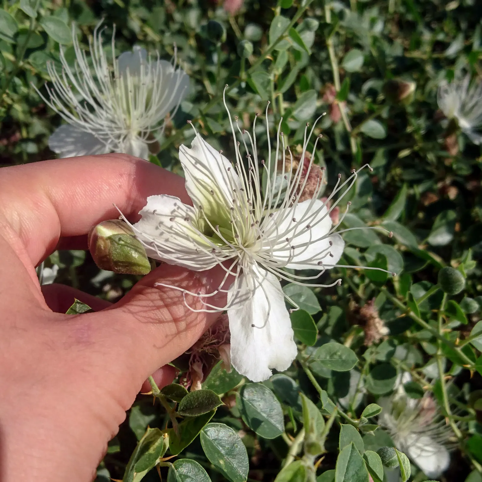 Sineless Caper Bush (Capparis Spinosa V. Inermis) — Thriving in full sun and well-drained soils; white to pinkish flowers that blossom into distinctive edible