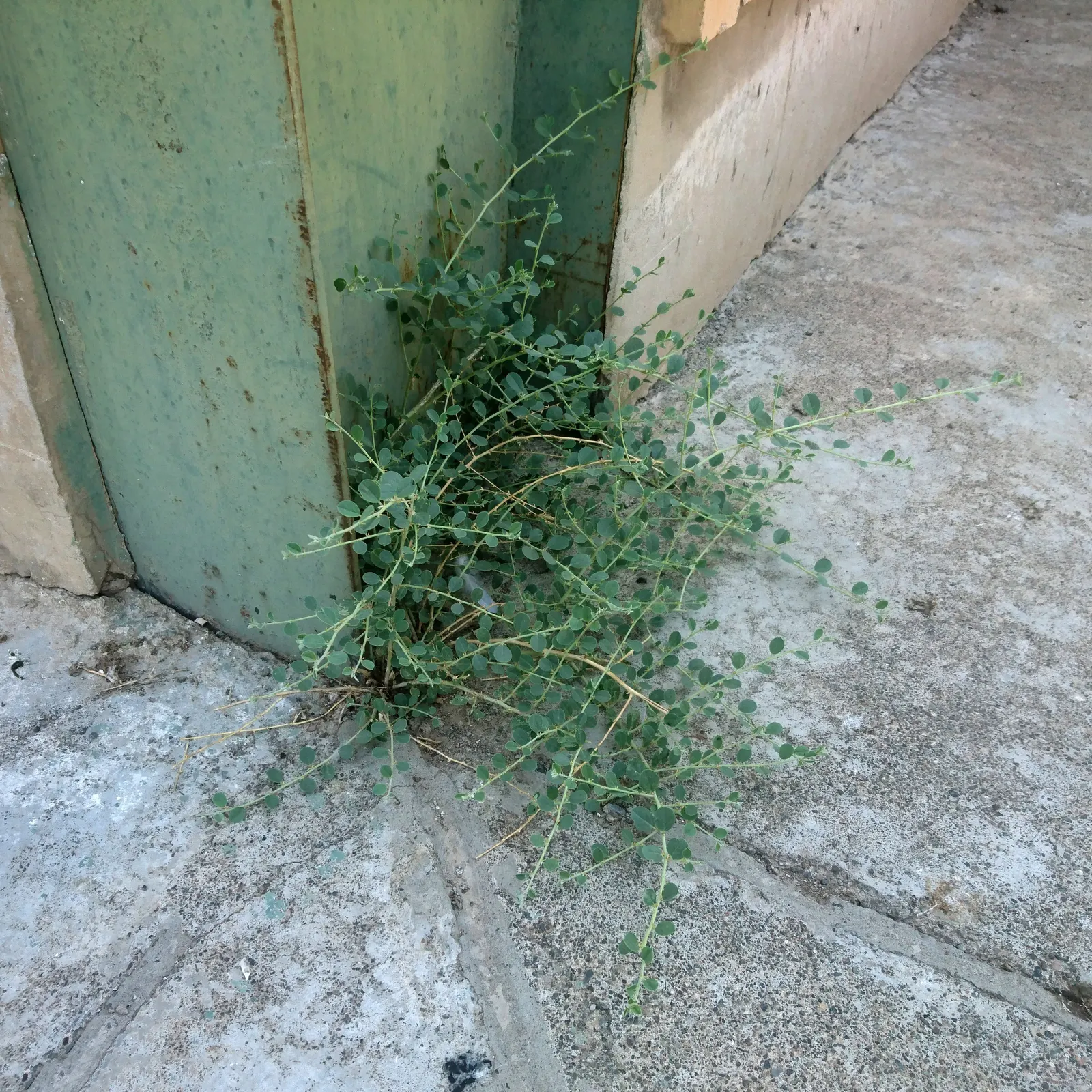 Sineless Caper Bush (Capparis Spinosa V. Inermis) — The Spineless Caper Bush, scientifically known as Capparis spinosa var; white to pinkish flowers that