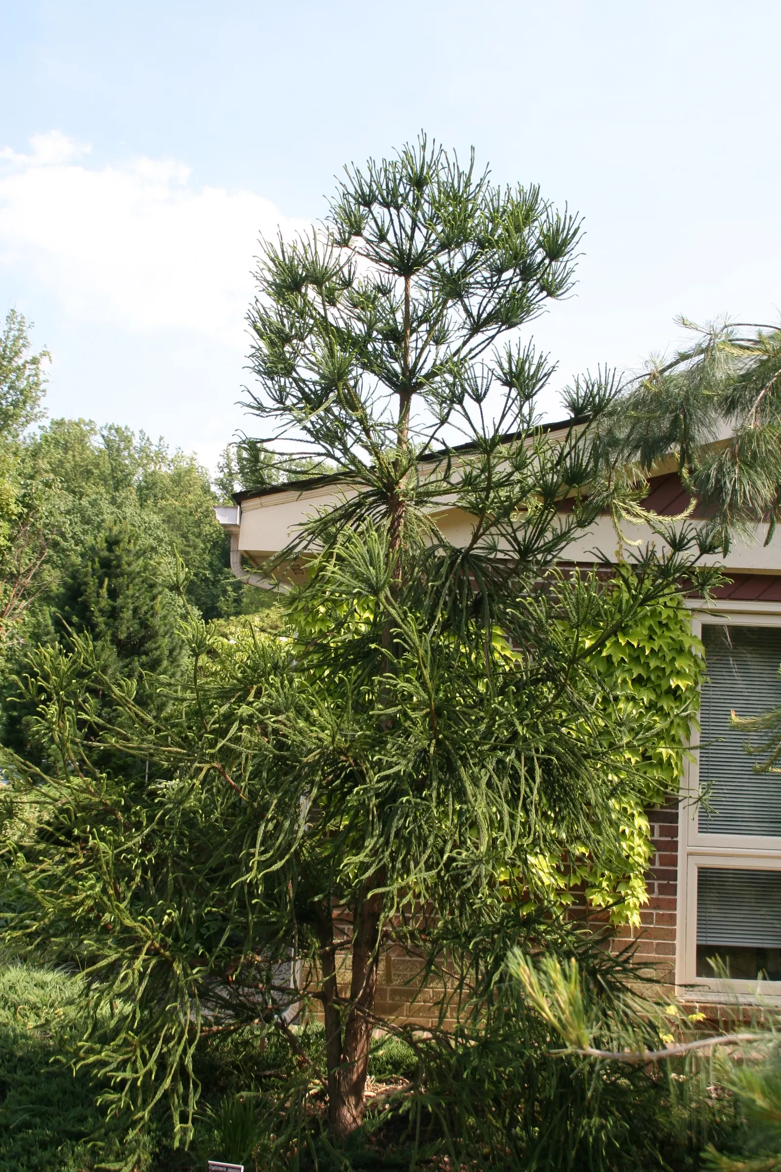 Snake-Branched Japanese Cedar (Cryptomeria Japonica 'Araucarioides') — it prefers full sun to partial shade and well-drained soil