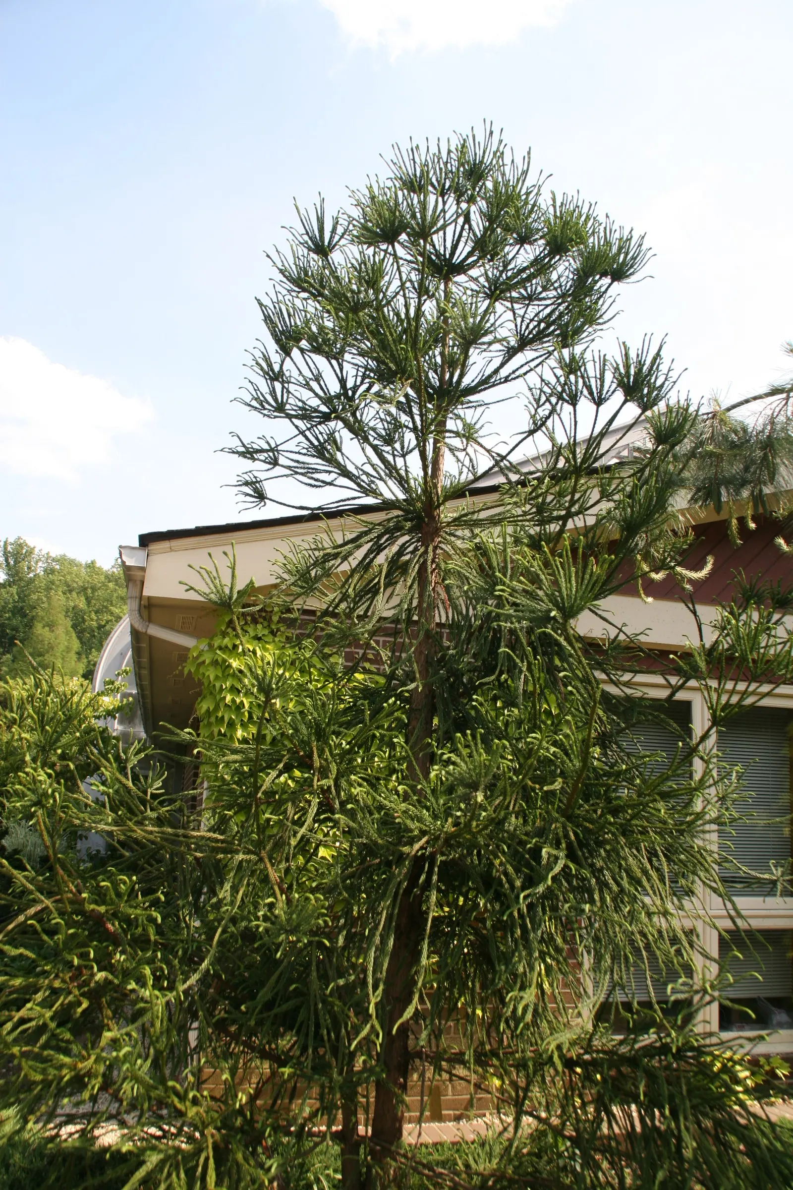 Snake-Branched Japanese Cedar (Cryptomeria Japonica 'Araucarioides') — giving it a textured look