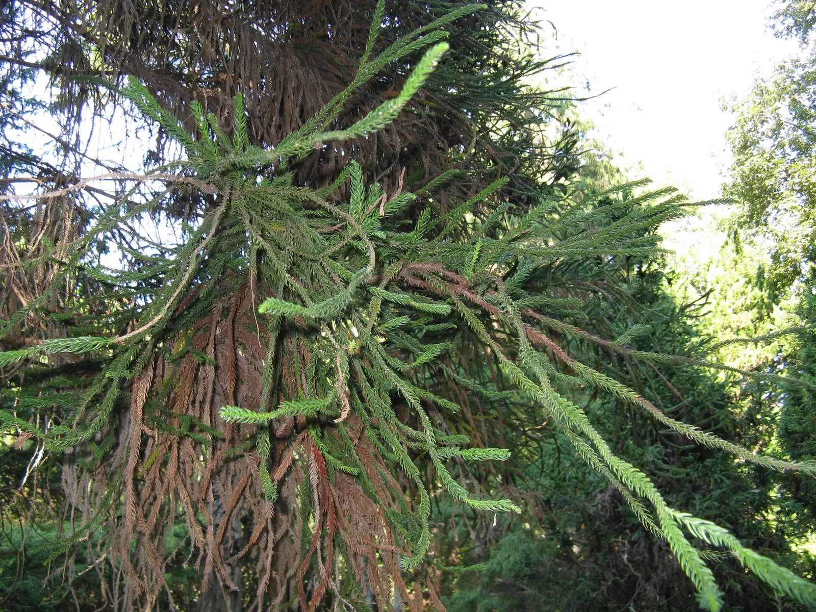 Snake-Branched Japanese Cedar (Cryptomeria Japonica 'Araucarioides') — needle-like foliage that bristles in whorls