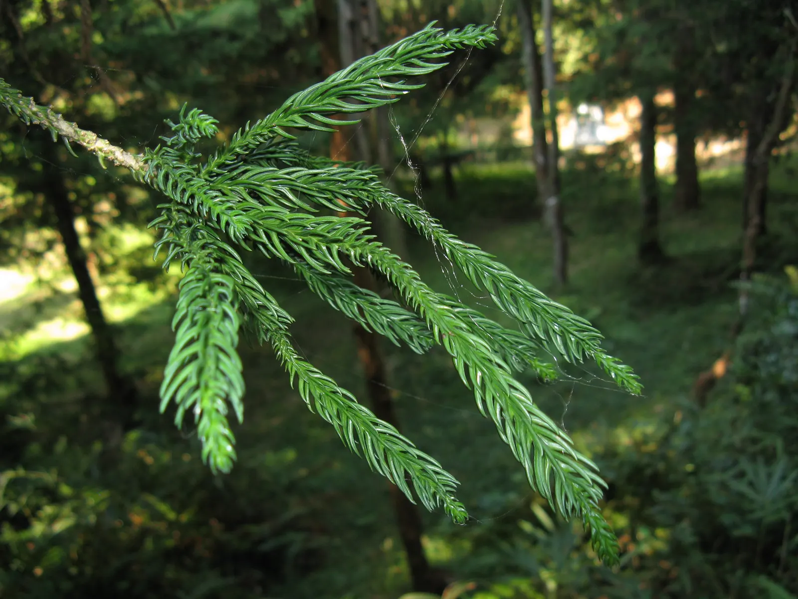 Snake-Branched Japanese Cedar (Cryptomeria Japonica 'Araucarioides') — serpentine branches bear deep green