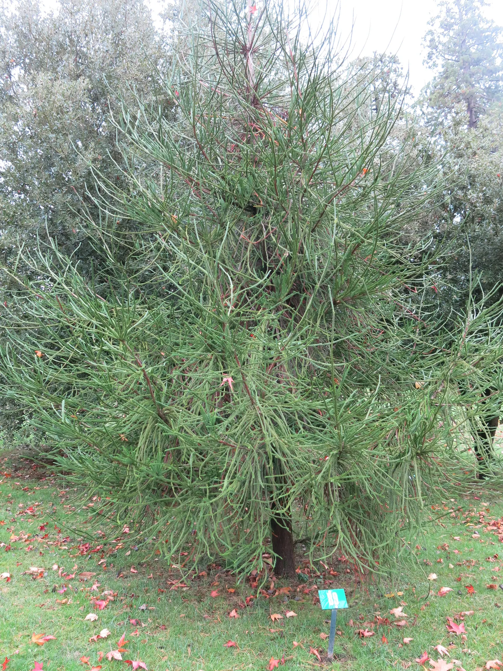 Snake-Branched Japanese Cedar (Cryptomeria Japonica 'Araucarioides') — is a distinctive conifer with a conical shape and dense growth