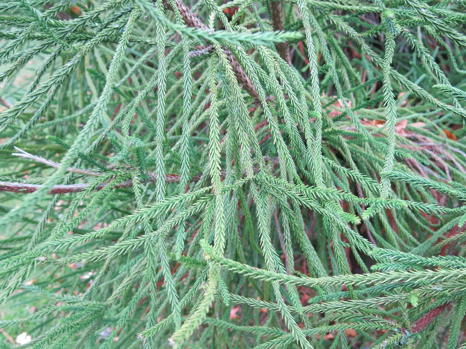 Snake-Branched Japanese Cedar (Cryptomeria Japonica 'Araucarioides') — reaching up to 25 feet tall and 15 feet wide