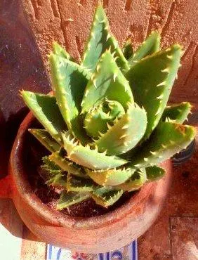 Golden Toothed Aloe (Aloe X Nobilis) — Ideal for xeriscaping and rock gardens