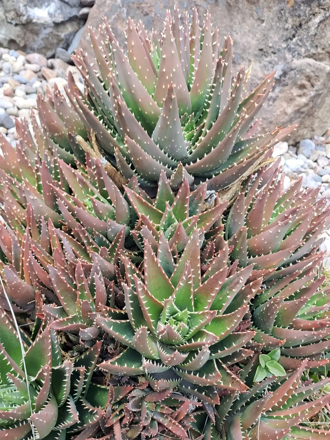 Golden Toothed Aloe (Aloe X Nobilis) — commonly referred to as the Golden Toothed Aloe