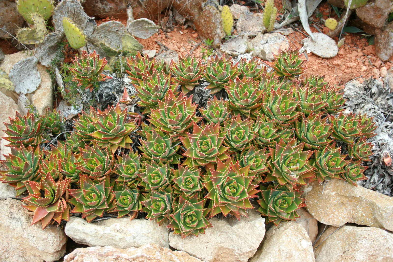Golden Toothed Aloe (Aloe X Nobilis) — scientifically referred to as Aloe x nobilis