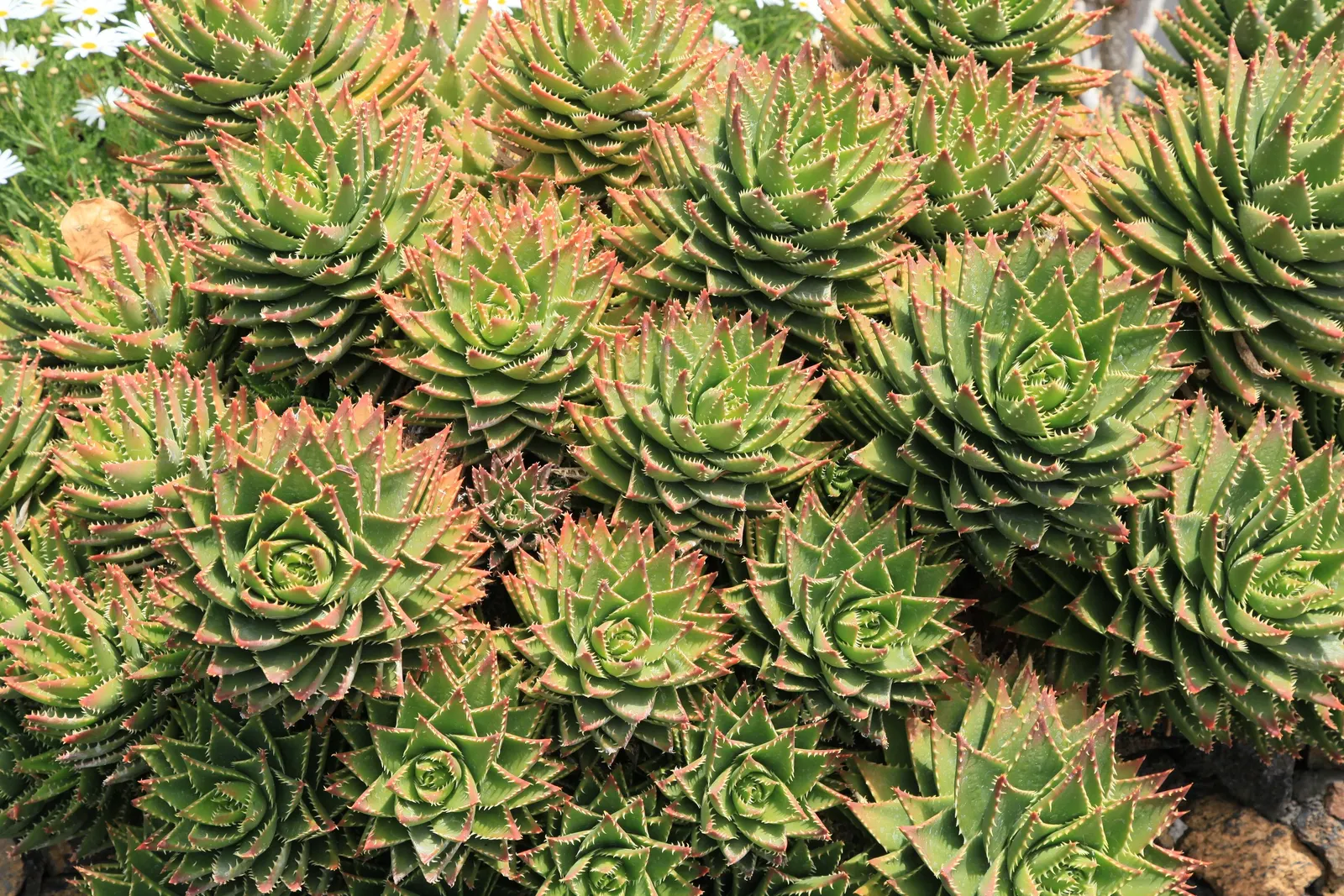 Golden Toothed Aloe (Aloe X Nobilis) — This hybrid species is notable for its mid-green