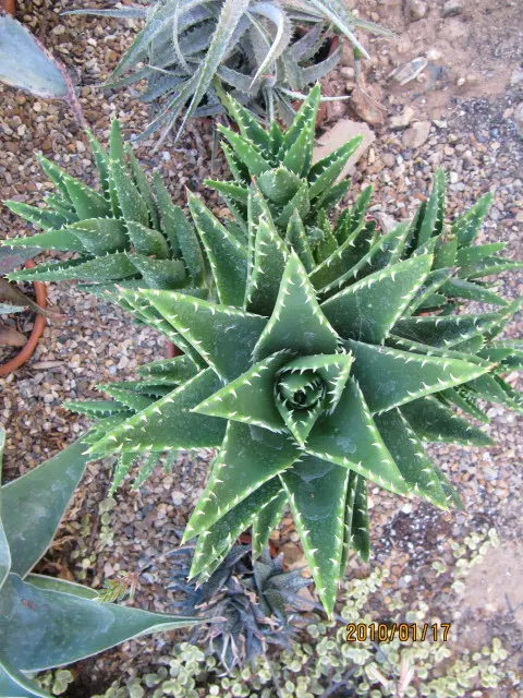Golden Toothed Aloe (Aloe X Nobilis) — golden-yellow teeth along the margins