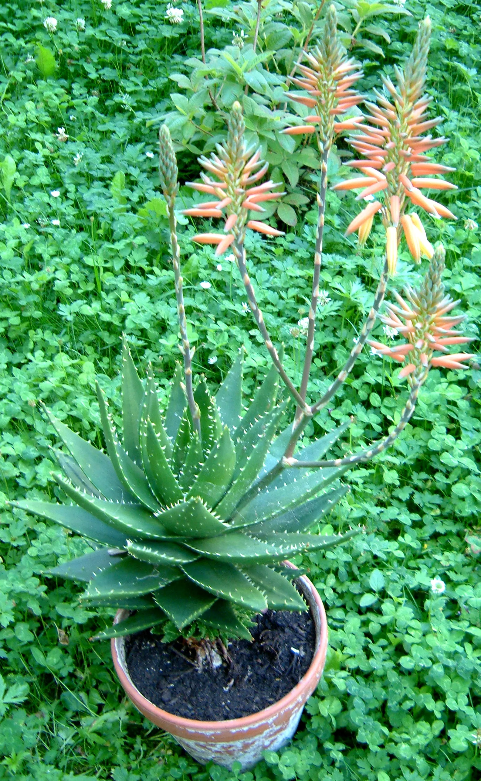 Golden Toothed Aloe (Aloe X Nobilis) — The leaves are triangular and succulent