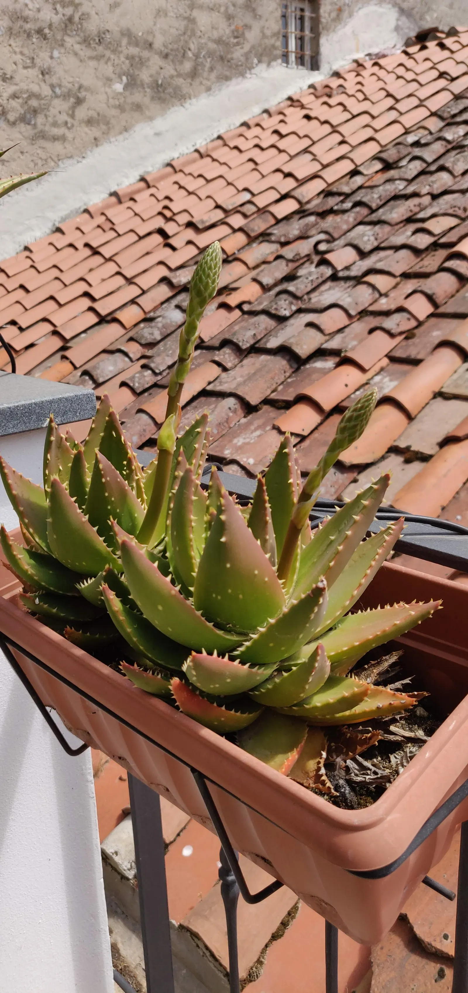 Golden Toothed Aloe (Aloe X Nobilis) — This hardy plant delights with red-orange tubular flowers on tall spikes in summer and requires minimal water