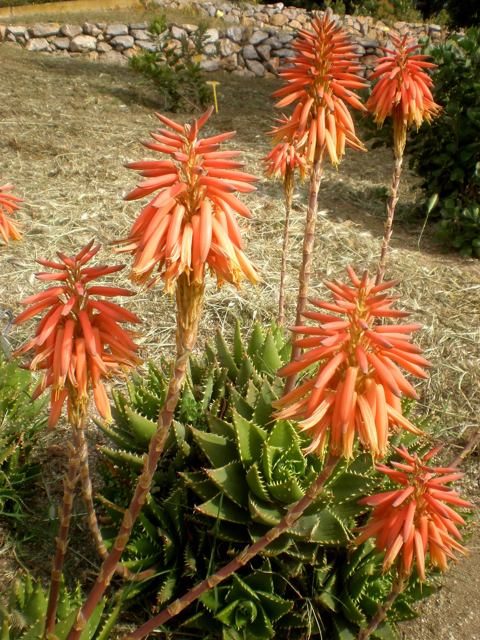 Golden Toothed Aloe (Aloe X Nobilis) — thriving in full sun to partial shade