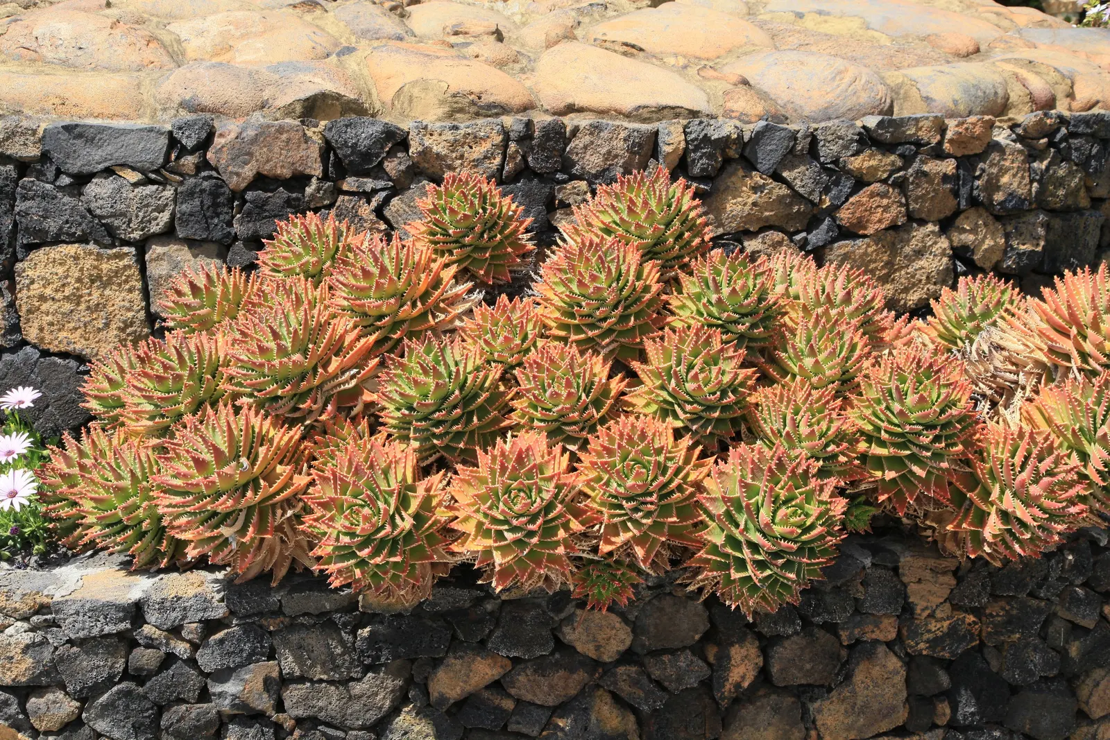 Golden Toothed Aloe (Aloe X Nobilis) — is a striking succulent that adds a vibrant touch to any garden with its unique foliage and showy flowers