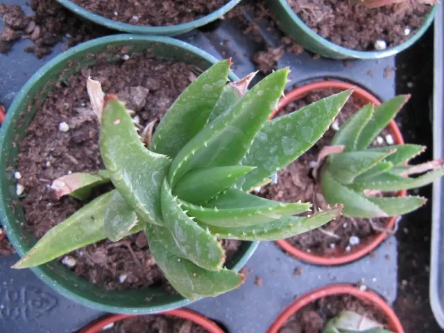 Golden Toothed Aloe (Aloe X Nobilis) — which are adorned with prominent