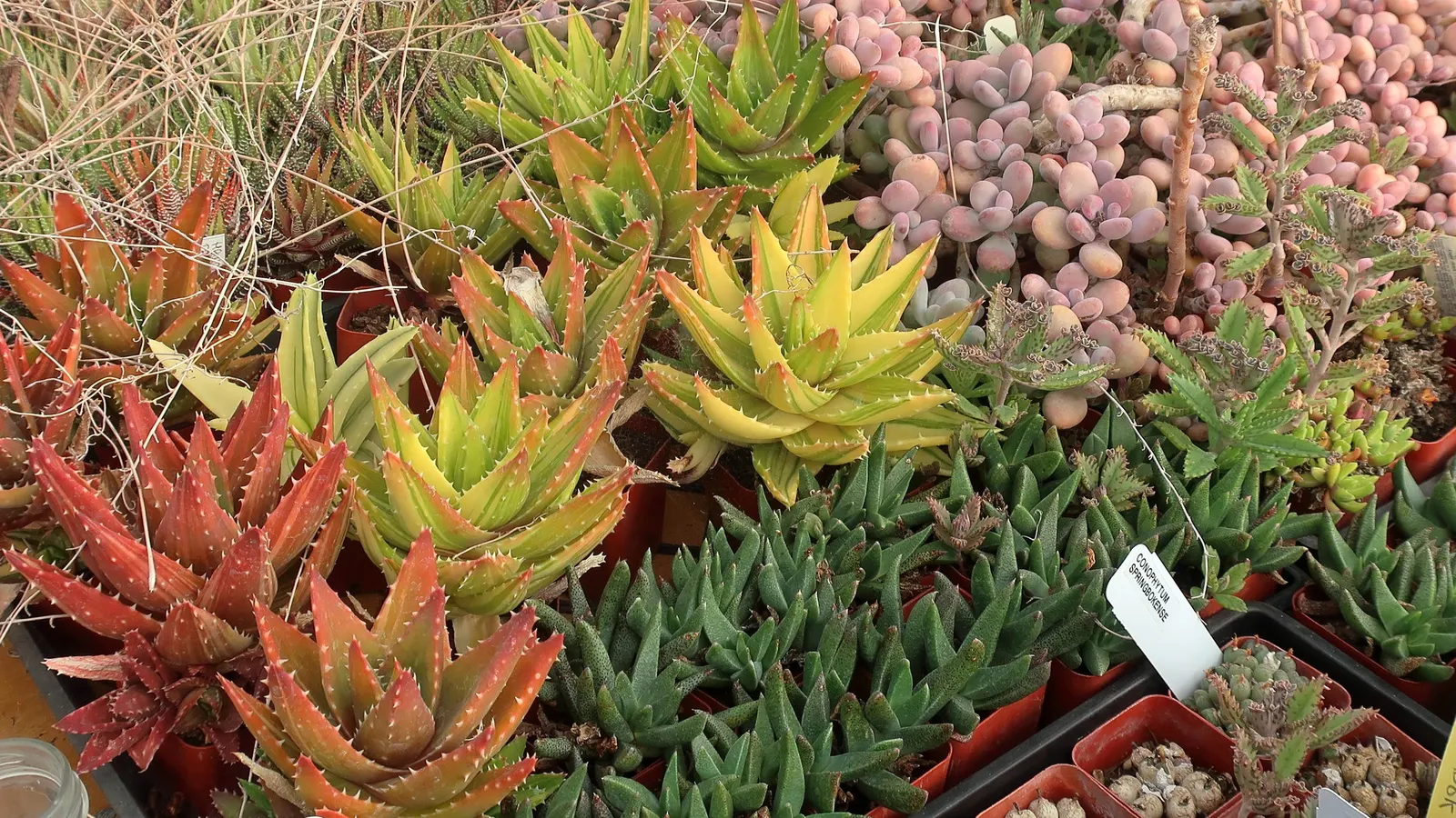 Golden Toothed Aloe (Aloe X Nobilis) — It matures to a size of up to 18 inches in both height and spread
