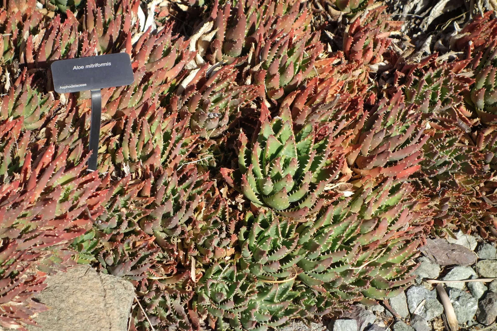 Golden Toothed Aloe (Aloe X Nobilis) — is a succulent that forms rosettes of fleshy