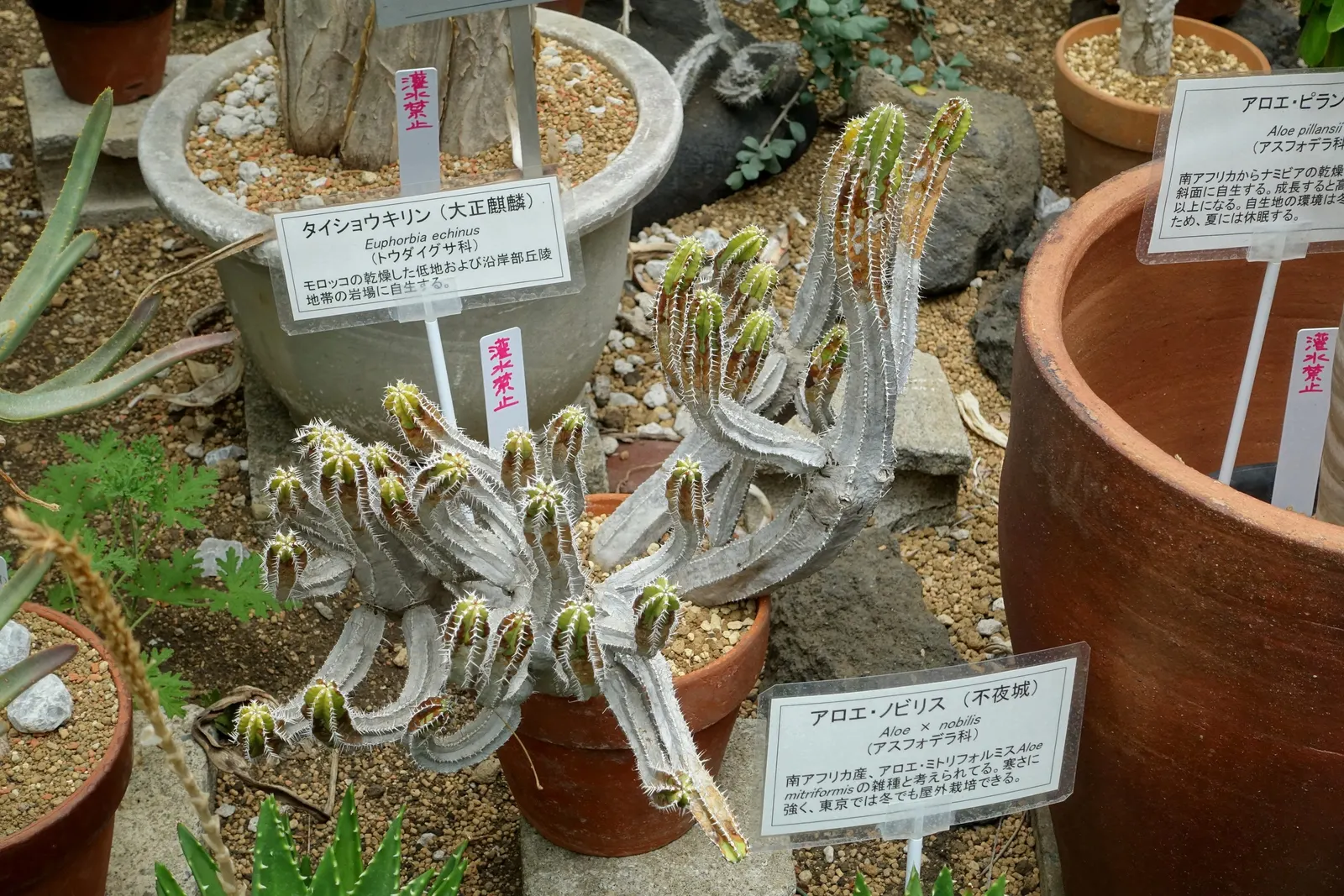 Golden Toothed Aloe (Aloe X Nobilis) — green leaves adorned with golden-yellow teeth along the margins
