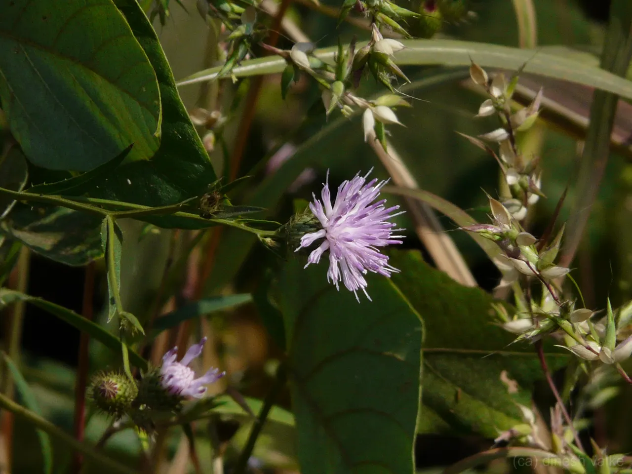 Smooth Aster (Symphyotrichum Laeve 'Bluebird') — Its noteworthy sky-blue flowers bloom profusely in fall, attracting butterflies and bees, image 57