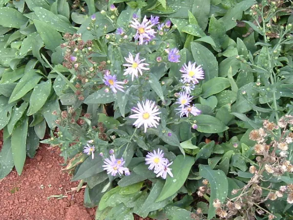 Smooth Aster (Symphyotrichum Laeve 'Bluebird') — and a light pruning in late winter prepares it for the upcoming growing season; blue flowers in, image 85