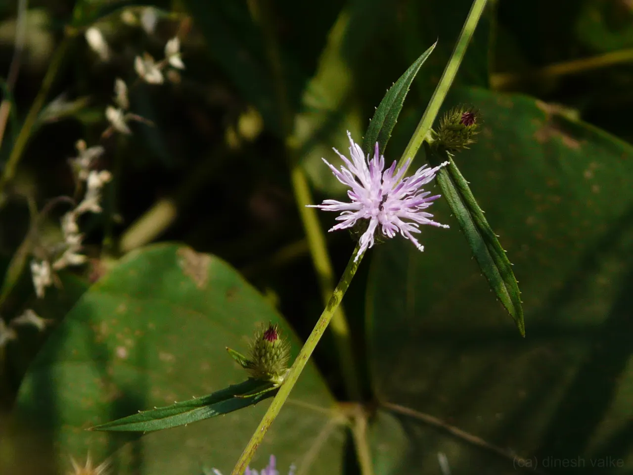 Smooth Aster (Symphyotrichum Laeve 'Bluebird') — The Smooth Aster 'Bluebird' (Symphyotrichum laeve) is a vibrant North American perennial, image 91