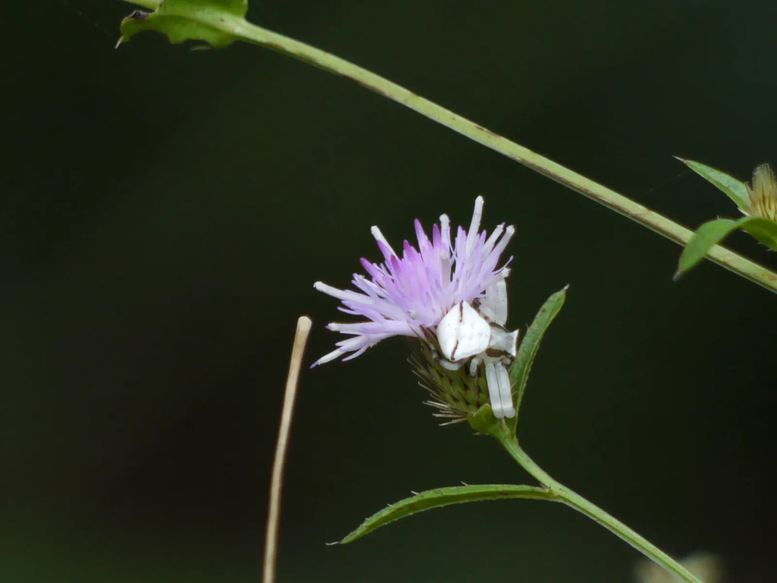 Smooth Aster (Symphyotrichum Laeve 'Bluebird') — This hardy aster thrives in zones 4-8, reaching 2-3 feet in height and spreading up to 2 feet, image 74