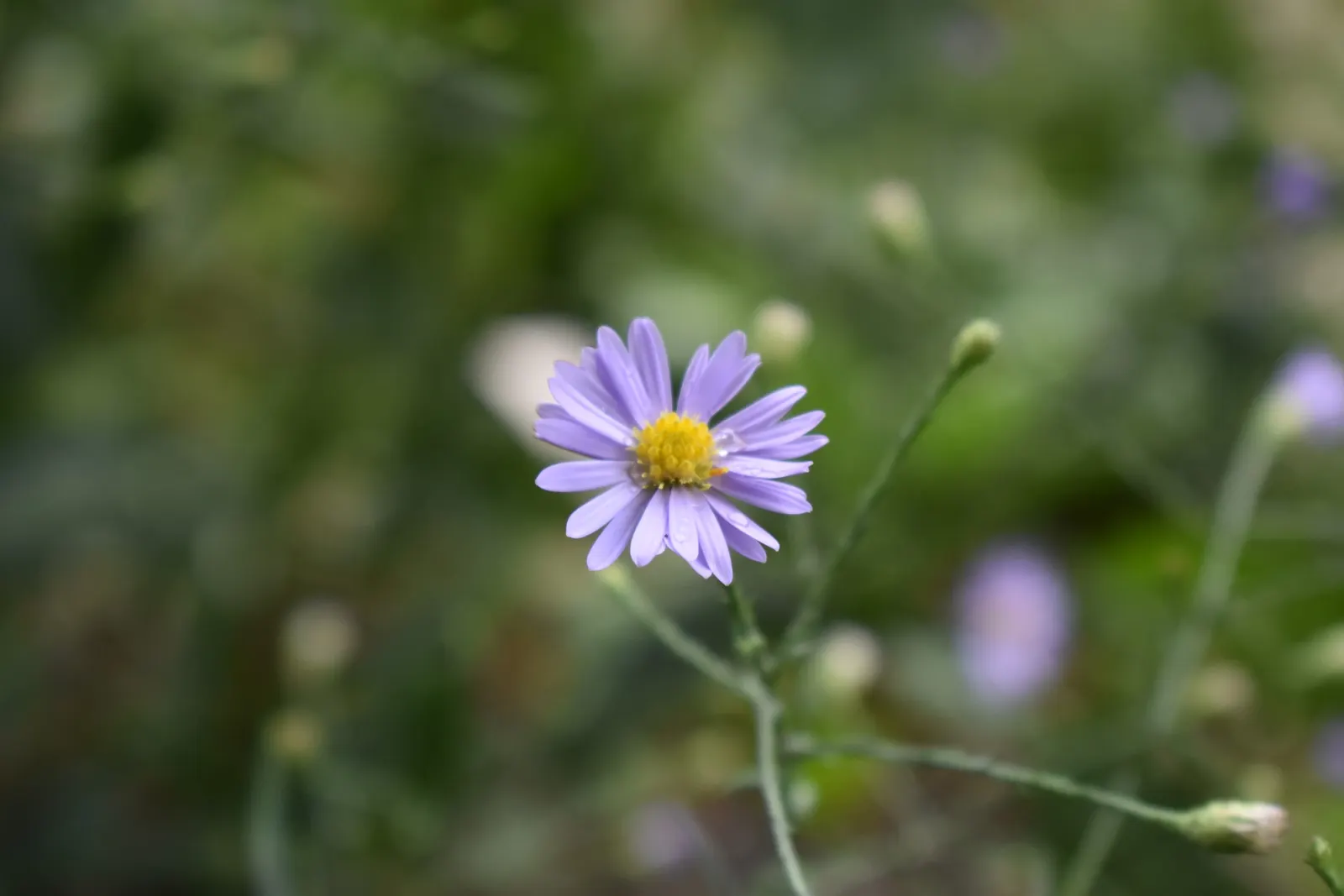 Smooth Aster (Symphyotrichum Laeve 'Bluebird') — peaking around September through October.<br><br>Growing to a height of 2 to 3 feet with a similar spread; its